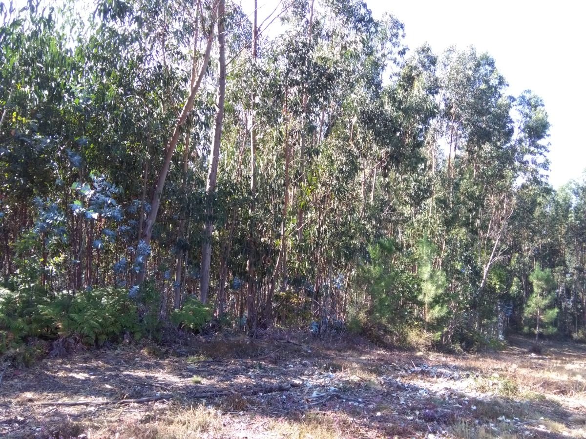 Foto 5 - Finca en Pontevedra, Mourente